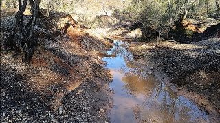 Gold specys found at the Whipstick gold australia metaldetecting [upl. by Ailhat]