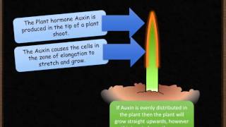 B5 Phototropism and Auxin [upl. by Panter]