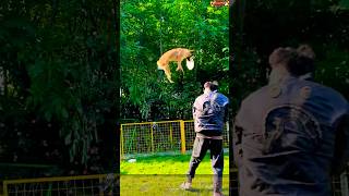 Training k9 dogs at home👍💯❤️germanshepherd malinois becgie chó pubg doglover [upl. by Aineval]