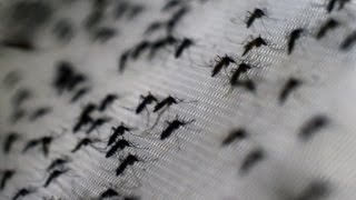 What is the Zika virus [upl. by Attelrahs]