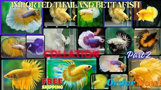 Imported Betta fish  Betta fish price  Betta Fish Farm amp Breeding  All India delivery possible [upl. by Bloxberg]