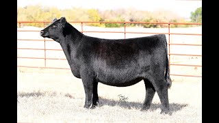 Lot 3 VanVorhis Show Cattle The Next Episode Sale 2024 [upl. by Finbar]