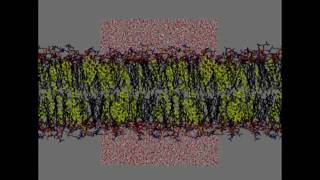 Ordering Effect of Cholesterol in a Lipid Bilayer old [upl. by Yecak]