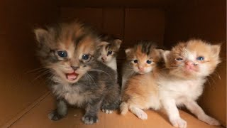 20 Days Old Kittens Desperately Crying Out Loud for Mom [upl. by Erinn]