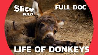 Donkeys Amazing and LittleKnown Companions  SLICE WILD  FULL DOC [upl. by Nitsa996]