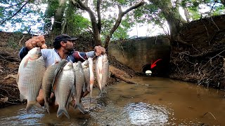 DESCOBRI O PORQUÊ OS PEIXES PARARM NA BOCA DA MANILHA [upl. by Uhayile]