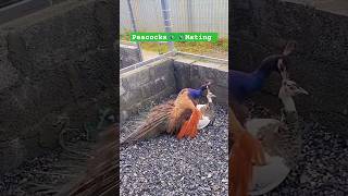 Peacocks 🦚 🦚 Mating shorts viralvideo mating peacock [upl. by Rush]