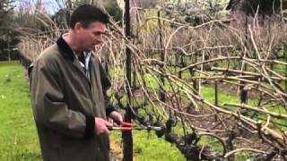 How to Prune a Grape Vine [upl. by Heddy]