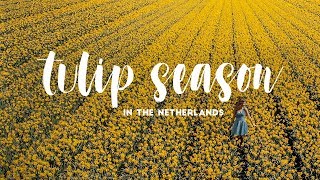 TULIP SEASON IN HOLLAND [upl. by Yllen]