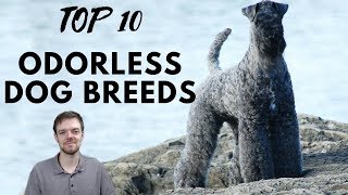 TOP 10 Odorless Dog Breeds [upl. by Dermott]