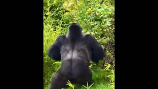 Gorilla Beats Chest and Slips to the Ground gorilla animals wildlife monkey gorillatrekking [upl. by Garfield]