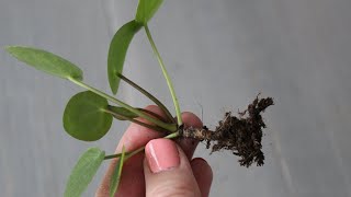 Pannenkoekplant Pilea Peperomioides stekken [upl. by Morrie]