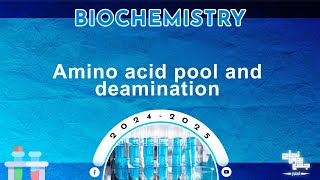 L27 Protein metabolism amino acid pool  oxidative deamination of amino acids  Biochemistry [upl. by Locin408]