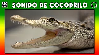 SONIDO DE COCODRILO 🐊 [upl. by Ramar]