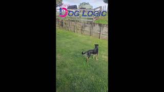 How I stop dogs barking at things I dont want them to [upl. by Zosi]