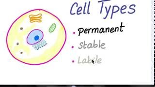 Labile cells amp Stable Cells [upl. by Gnem]