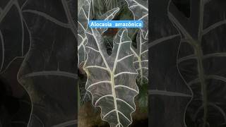 Alocasia amazónica planta de interior alocasiaamazonica plantasdeinterior floreslindas flowers [upl. by Eellac]