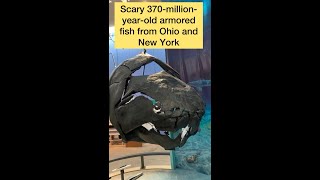 Is this Dunkleosteus fossil any good shorts [upl. by Elokyn541]