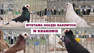 Wystawa gołębi rasowych w Krakowie 06012023 [upl. by Swor]