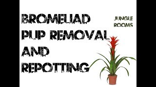 Bromeliad Pup Removal and Repotting [upl. by Galer]