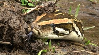 Python stalks Alligator 02  Time Lapse  Dangerous Animals in Florida [upl. by Ellednahc967]