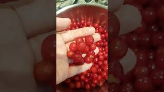 Marmellata di Amarene 🍒 [upl. by Airol]