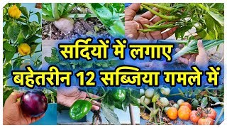 सर्दियों में लगाए जाने वाले बहेतरीन बारह सब्जी के पौधों की पूरी जानकारी  Best 12 Vegetable Plants [upl. by Giacomo]