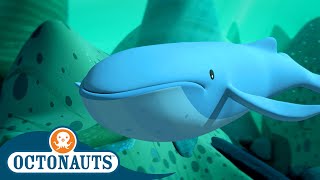 Octonauts  🐋 The Mixed Up Whales 🐋  Season 1  Full Episodes  Cartoons for Kids [upl. by Alyaj]