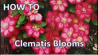 🌺 How to get Clematis to Bloom 1st Year gardening clematis zone4 [upl. by Octave]