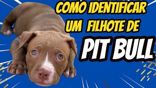 Como identificar um pitbull filhote  Aprenda como adestrar um cachorro pit bull [upl. by Nirroc522]