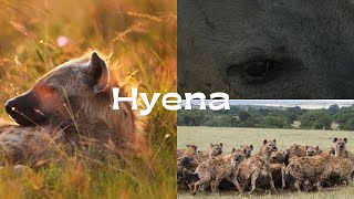 Unveiling the Hyena Natures Misunderstood Predator [upl. by Tra]