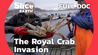 Invasive Royal Crab How This Species is Taking Over Northern Seas  SLICE EARTH  FULL DOCUMENTARY [upl. by Atikal]