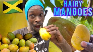 Mango time Let’s go pick some hairy mangoes Vlog  1 [upl. by Gleeson]