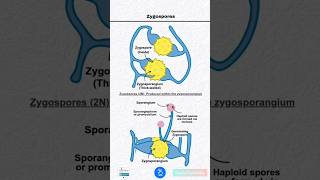 Zygospores and Zygosporangium [upl. by Leahcimed]