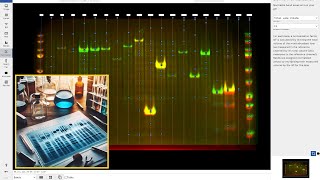 How to Perform Total Protein Normalization for Western Blot Protein Analysis with Phoretix 1D [upl. by Anyl]