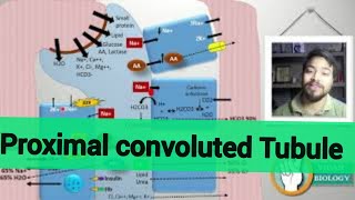 Proximal convoluted Tubule in hindi [upl. by Animlehliw608]