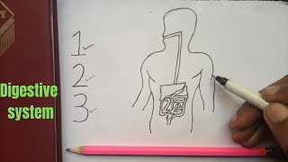 Easy Steps to Draw the Human Digestive System Diagram [upl. by Fabrice]