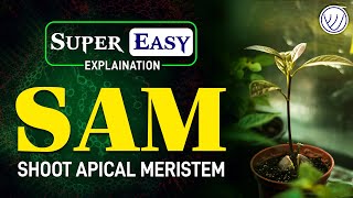 SUPER EASY EXPLANATION OF SHOOT APICAL MERISTEM SAM THEORIES  ASSISTANT PROFESSOR BOTANY [upl. by Giza]