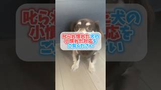 叱られ慣れた犬の「小慣れた対応」をご覧ください チワックスミントたいちょう 犬 [upl. by Opportina229]