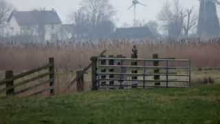 Rough Legged Buzzard Marsh Harrier Short Eared Owl amp Kestrel  Halvergate Marsh [upl. by Iorgo]