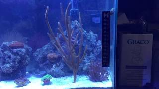 I mounted the gorgonian coral [upl. by Rosenblast]