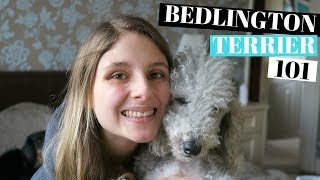 BEDLINGTON TERRIER DOGS 101  PROS AND CONS [upl. by Leterg]