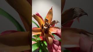 You haven’t killed your Bromeliad plants plantcare houseplants bromeliads [upl. by Kutchins]