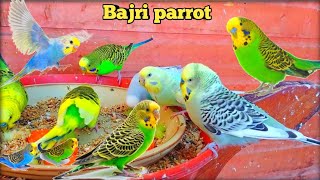 Bajri parrot breeding Colony all colour [upl. by Einnep]