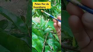 Polinización Manual de Guanábana 🌺  Soursop Hand Pollination Cultivofruit plantamedicinal [upl. by Paschasia]