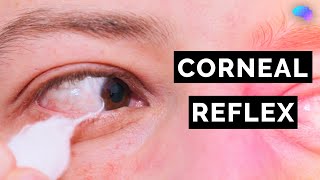 Corneal Reflex Assessment  CN V  OSCE Clip  UKMLA  CPSA [upl. by Venezia]