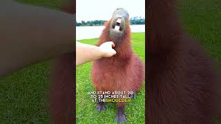 capybara  The friendliest animal in the world [upl. by Areip]