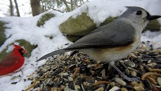 BIRDSTufted Titmouse steals the spotlightagain [upl. by Araet]