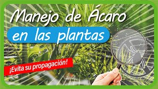 Cómo eliminar ÁCAROS en las PLANTAS de la Huerta con AGUA y JABÓN MÍRALO como nunca los habías VISTO [upl. by Burkhardt]