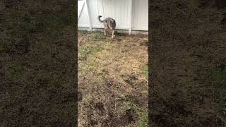 charliedog plays fetch shorts germanshepherdpuppy viraldogsvideos cutedogs 1kviews subscribe [upl. by Jobyna]